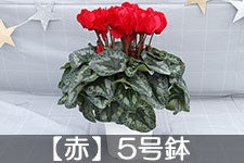 シクラメン様 シクラメン ジックス | 株式会社ハクサン｜花や植物、園芸資材を