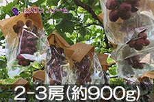 Gkt@[ NC[[W 2-3[(900g)yz1010ȍ~