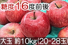 紅玉屋 サンふじ 大玉 約10kg(20-28玉)【糖度16度前後】