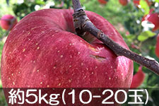 �{�V�Δ_�� �V�i�m�X�C�[�g ��5kg(10-20��) 10��17���ȍ~����
