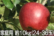 {VΔ_ Hf ƒp 10kg(24-36) 101ȍ~