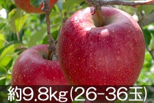 ۖ΃t@[ Vimh`F 9.8kg(26-36) yMB̊ɂ₳_YF؁zyGRt@[}[zF_