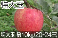 ۖ΃t@[ VimXC[g  10kg(20-24) 1012ȍ~yMB̊ɂ₳_YF؁EGRt@[}[zF_