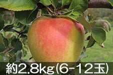 ۖ΃t@[ ܖ 2.8kg(6-12) 1115ȍ~yMB̊ɂ₳_YF؁EGRt@[}[zF_