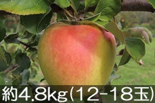ۖ΃t@[ ܖ 4.8kg(12-18) 1115ȍ~yMB̊ɂ₳_YF؁EGRt@[}[zF_