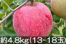 ۖ΃t@[ Vimbv 4.8kg(13-18) 820-95yMB̊ɂ₳_YF؁zyGRt@[}[zF_