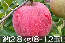 ۖ΃t@[ Vimbv 2.8kg(8-12) 820-95yMB̊ɂ₳_YF؁zyGRt@[}[zF_