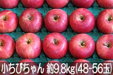 �ۖ΃t�@�[�� �T���ӂ� �����т���� ��9.8kg(48-56��) 2��1���ȍ~�����y�M�B�̊��ɂ₳�����_�Y���F�؁E�G�R�t�@�[�}�[�z�F��_��