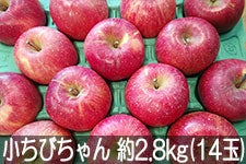 �ۖ΃t�@�[�� �T���ӂ� �����т���� ��2.8kg(14��) 2��1���ȍ~�����y�M�B�̊��ɂ₳�����_�Y���F�؁z�y�G�R�t�@�[�}�[�z�F��_��