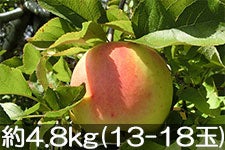  ܖ 4.8kg(13-18) 1110ȍ~