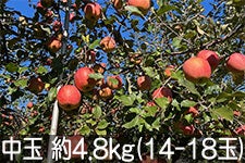  Tӂ  4.8kg(14-18) 121ȍ~