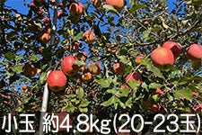  Tӂ  4.8kg(20-23) 121ȍ~