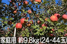  Tӂ ƒp 9.8kg(24-44) 121ȍ~