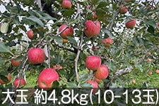y102312̔Jn\z VimXC[g  4.8kg(10-13)