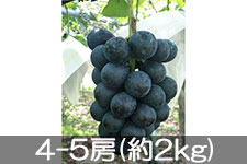 ������ �i�K�m�p�[�v�� 4-5�[(��2kg)