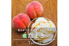 t@[V ܂ G 1.4kg