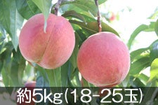 JAS_ bT[ 5kg(18-25) 728ȍ~