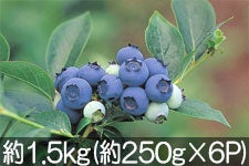 TL[t@[ MB̃u[x[ 1.5kg(250g×6pbN) 78ȍ~