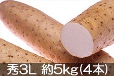 JA松本ハイランド ながいも 秀3L 約5kg(4本) 11月18日以降発送