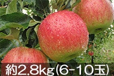 }q_ T 2.8kg(6-10) 910ȍ~
