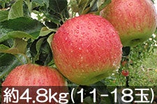 }q_ T 4.8kg(11-18) 910ȍ~