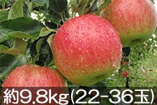 }q_ T 9.8kg(22-36) 910ȍ~