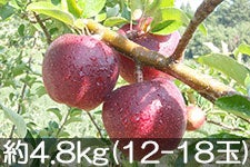 }q_ Hf 4.8kg(12-18)