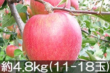 マルヒ農場 シナノスイート 約4.8kg(11-18玉)
