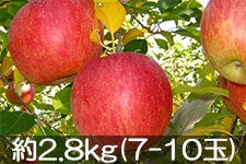 }q_ Tӂ 2.8kg(7-10) 125ȍ~