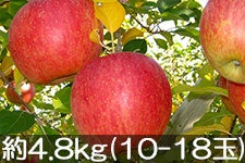 }q_ Tӂ 4.8kg(11-18) 1210ȍ~