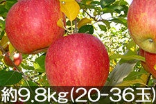 }q_ Tӂ 9.8kg(20-36) 125ȍ~