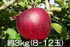 ct[c_ Hf 3kg(8-12) 105ȍ~