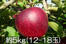 ct[c_ Hf 5kg(12-18) 105ȍ~