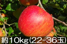 ct[c_ VimXC[g 10kg(22-36) 1010ȍ~