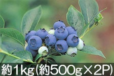 TL[t@[ MB̃u[x[ 1kg(500g×2pbN) 78ȍ~