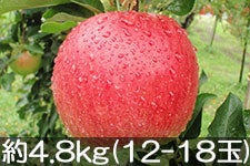 }q_ Vimh`F 4.8kg(12-18) 101ȍ~