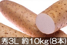 JA松本ハイランド ながいも 秀3L 約10kg(8本) 11月18日以降発送