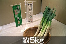 JA松本ハイランド 松本一本ねぎ「まがりちゃん」 約5kg【信州の伝統野菜】 11月25日以降発送