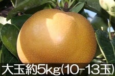 }z_ 쐅  5kg(10-13)