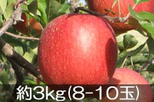 {VΔ_ Tӂ 3kg(8-10) 1126ȍ~