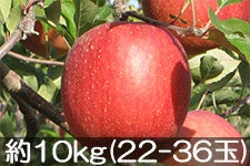 {VΔ_ Tӂ 10kg(22-36) 1126ȍ~