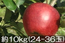 {VΔ_ Hf 10kg(24-36) 101ȍ~