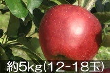 {VΔ_ Hf 5kg(12-18) 101ȍ~