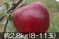 ۖ΃t@[ Hf 2.8kg(8-11) 105ȍ~yMB̊ɂ₳_YF؁zyGRt@[}[zF_