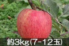 ۖ΃t@[ VimXC[g 3kg(7-12) 1012ȍ~yMB̊ɂ₳_YF؁EGRt@[}[zF_