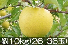 ۖ΃t@[ VimS[h 10kg(26-36) 1120ȍ~yMB̊ɂ₳_YF؁EGRt@[}[zF_