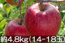 ۖ΃t@[ Vimh`F 4.8kg(14-18) yMB̊ɂ₳_YF؁zyGRt@[}[zF_