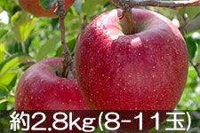 ۖ΃t@[ Vimh`F 2.8kg(8-11) yMB̊ɂ₳_YF؁zyGRt@[}[zF_