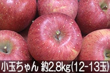 ۖ΃t@[ Tӂ  2.8kg(12-13) 1215ȍ~yMB̊ɂ₳_YF؁zyGRt@[}[zF_