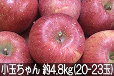 ۖ΃t@[ Tӂ  4.8kg(20-23) 1215ȍ~yMB̊ɂ₳_YF؁zyGRt@[}[zF_